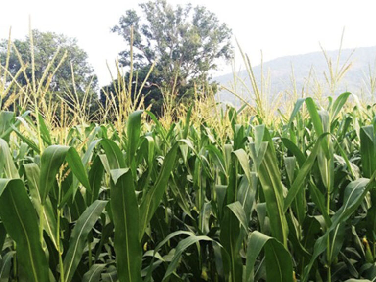 agri-plantation-768x576